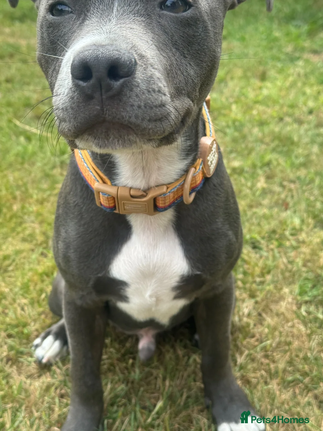 Staffordshire Bull Terrier dogs for sale: Staffordshire bull terrier puppy 20weeks old  - Advert 2