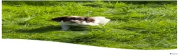 English Springer Spaniel dogs for sale: KC Registered English Springer Spaniel Pups - Advert 2