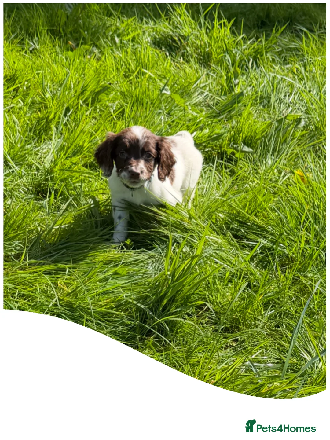 English Springer Spaniel dogs for sale: KC Registered English Springer Spaniel Pups - Advert 2
