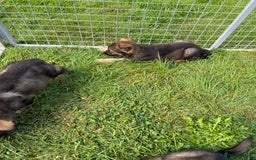 German Shepherd dogs for sale: German Shepherd Pups  - Image 8