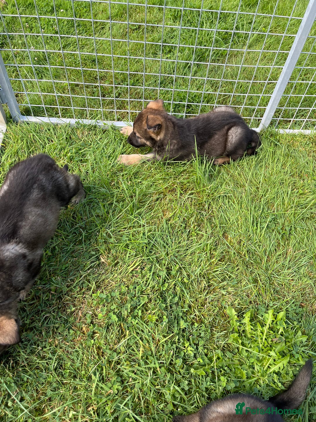 German Shepherd dogs for sale: German Shepherd Pups  - Image 8
