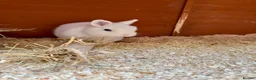 Netherland Dwarf rabbits for sale: Netherland dwarf BEW buck  - Advert 1