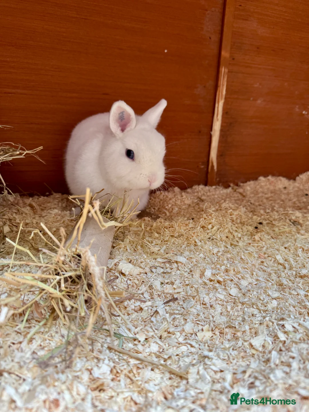 Netherland Dwarf rabbits for sale: Netherland dwarf BEW buck  - Advert 1