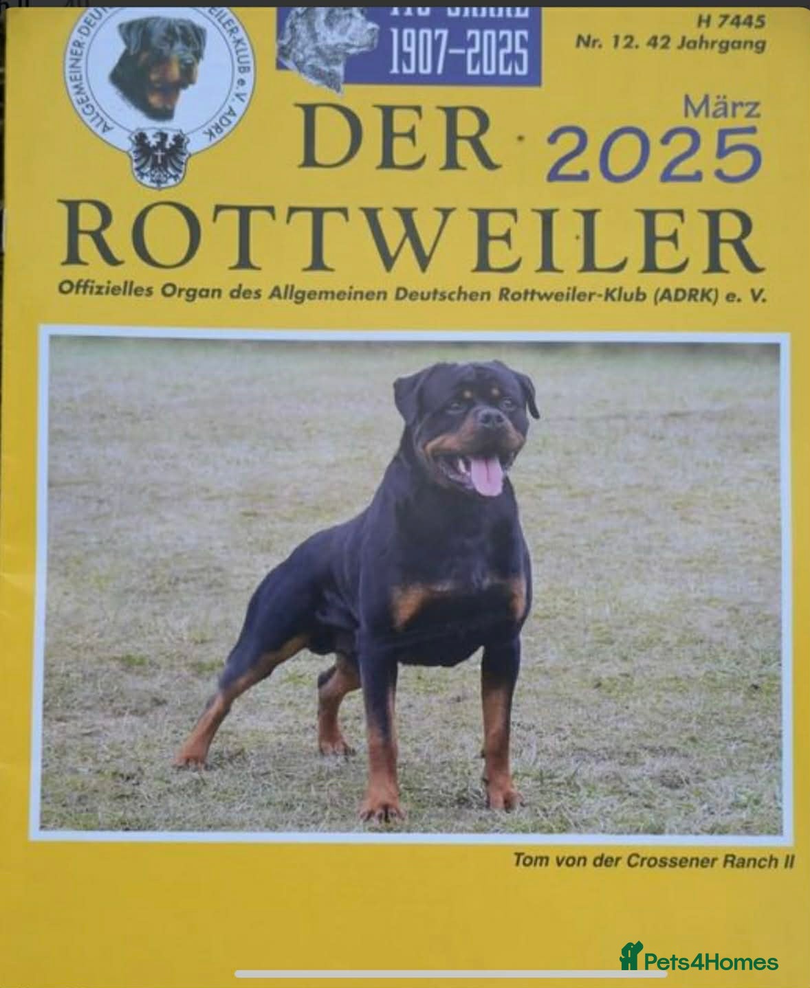 Rottweiler dogs KC Top ROTTWEILER German blood - Advert 13