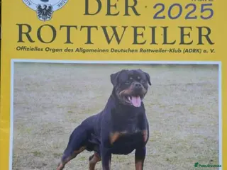 Rottweiler dogs KC Top ROTTWEILER German blood - Advert 13