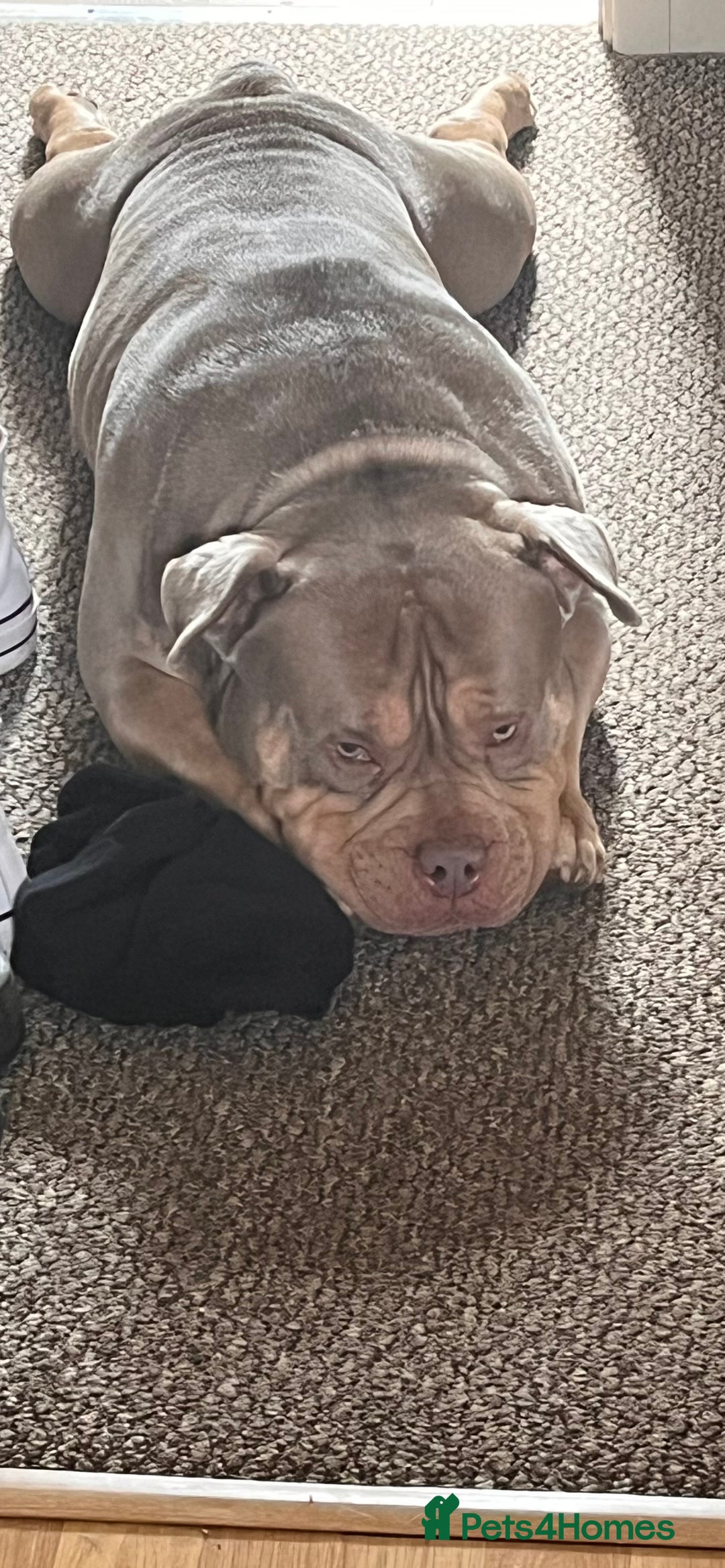 American Bully dogs for sale: Bruce - Advert 5