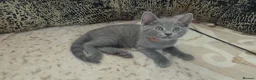 Russian Blue cats for sale: Ready Now TICA full pedigree RUSSIAN BLUE kittens  - Advert 12
