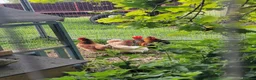 Mixed Breed poultry for sale: Mixed breed hatching eggs in Norwich - Advert 3