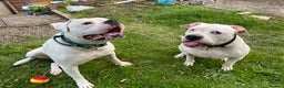 American Bulldog dogs for sale: Brothers- Johnson American Bulldogs - Advert 2