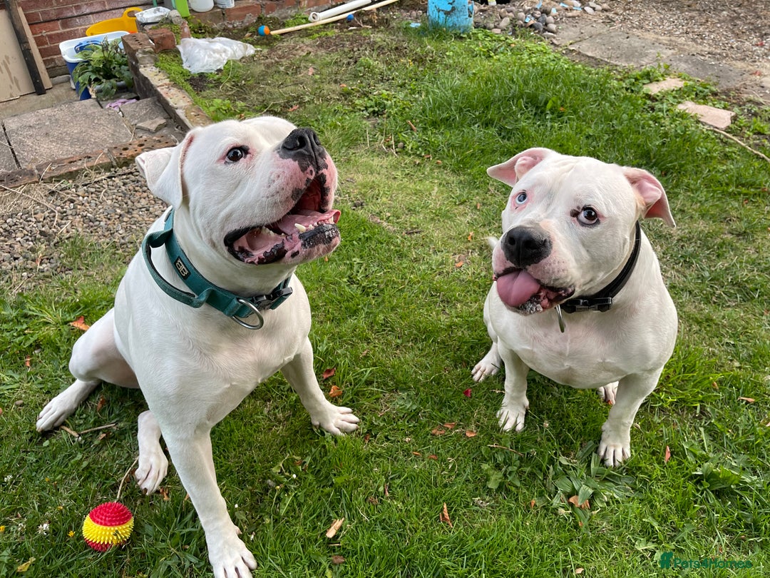 American Bulldog dogs for sale: Brothers- Johnson American Bulldogs - Advert 2