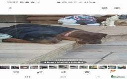 Rottweiler dogs for sale: Kc reg full German champion rottweiler puppies   - Image 21