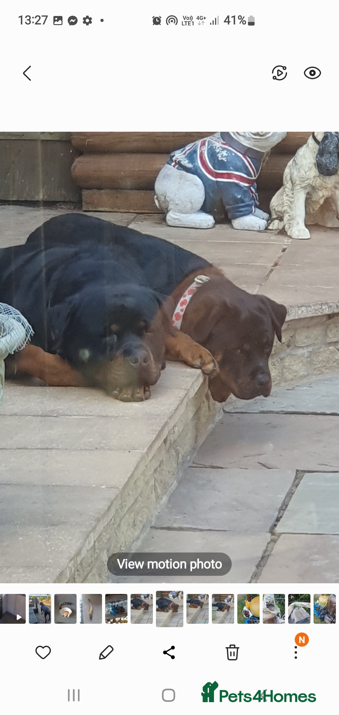 Rottweiler dogs for sale: Kc reg full German champion rottweiler puppies   - Image 21