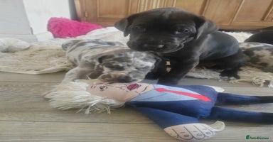 Great Dane dogs - Advert 15