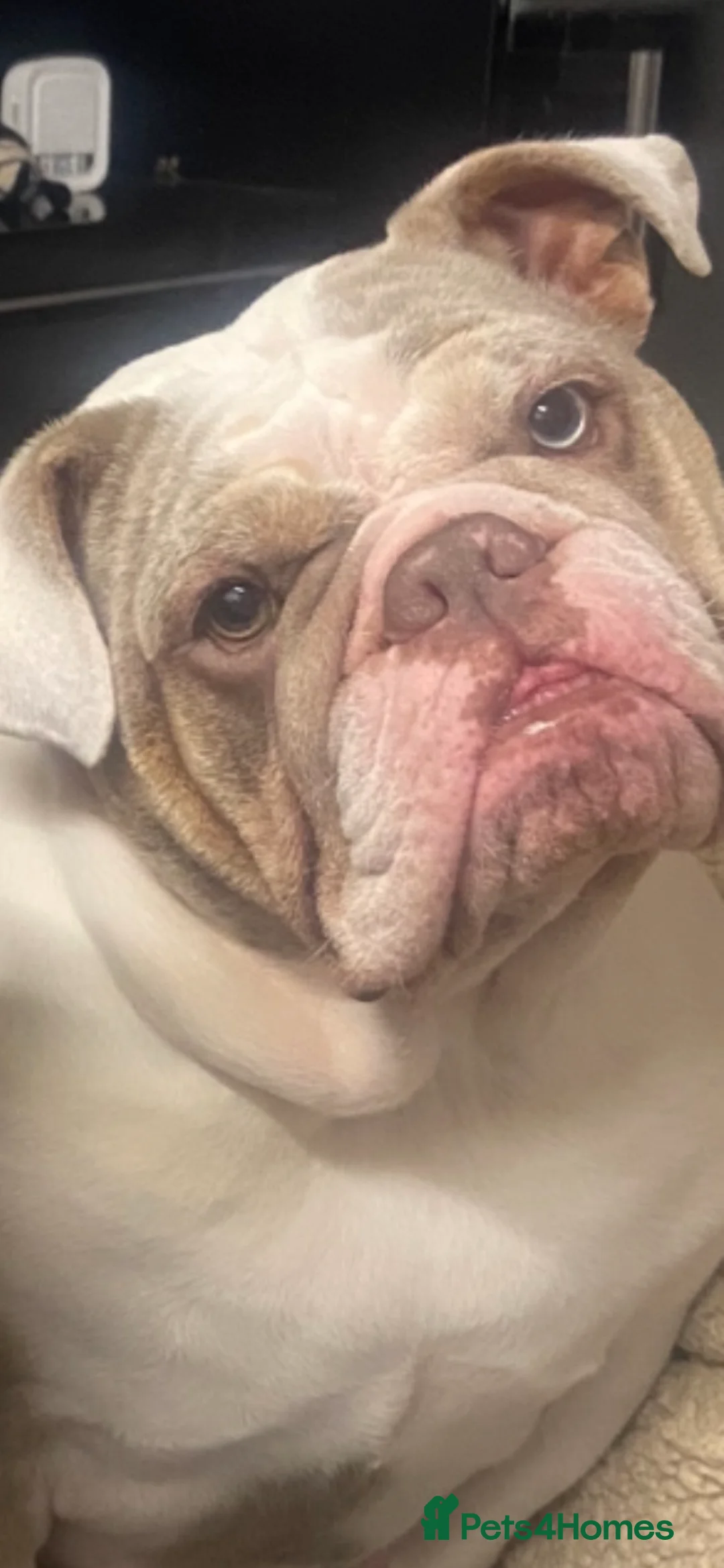 English Bulldog dogs for sale: The most beautiful bulldogs in manny - Advert 2