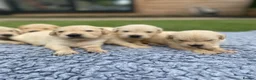 Golden Retriever dogs for sale: 🤍Cream / Platinum Golden Retriever Pups 🤍 - Advert 14