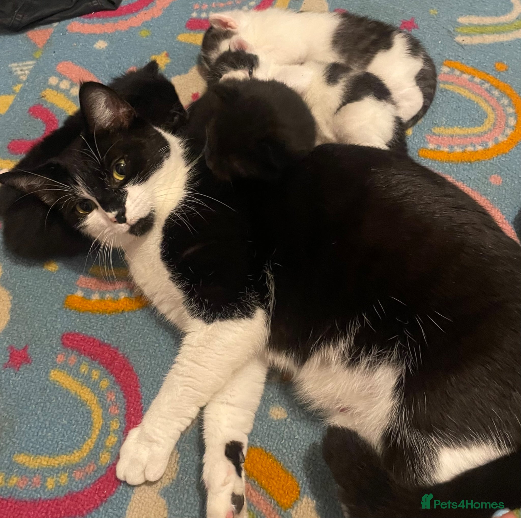 Domestic Shorthair cats Beautiful Litter of kittens 2xmales 2x females - Advert 2