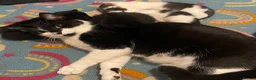 Domestic Shorthair cats for sale: Beautiful Litter of kittens 2xmales 2x females - Advert 1