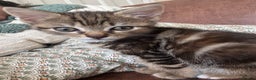 Mixed Breed cats for sale: 2 female kittens 3 months and 6 months - Advert 3