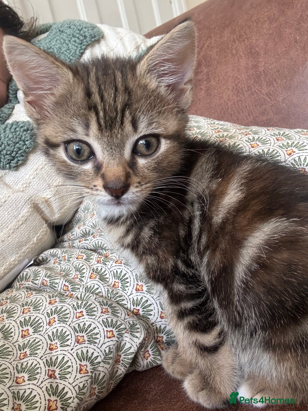 Mixed Breed cats for sale: 2 female kittens 3 months and 6 months - Image 3