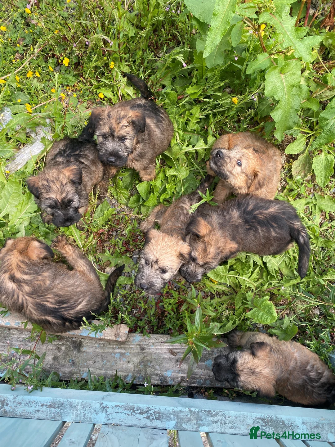 Soft Coated Wheaten Terrier dogs for sale: Beautiful Irish Soft Coated Wheaten Terrier Pups - Advert 6