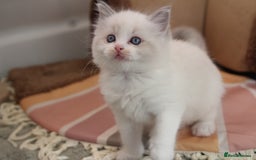 Ragdoll cats for sale: TICA Blue Bicolour Ragdoll Mink Cherubim Kittens  - Image 10