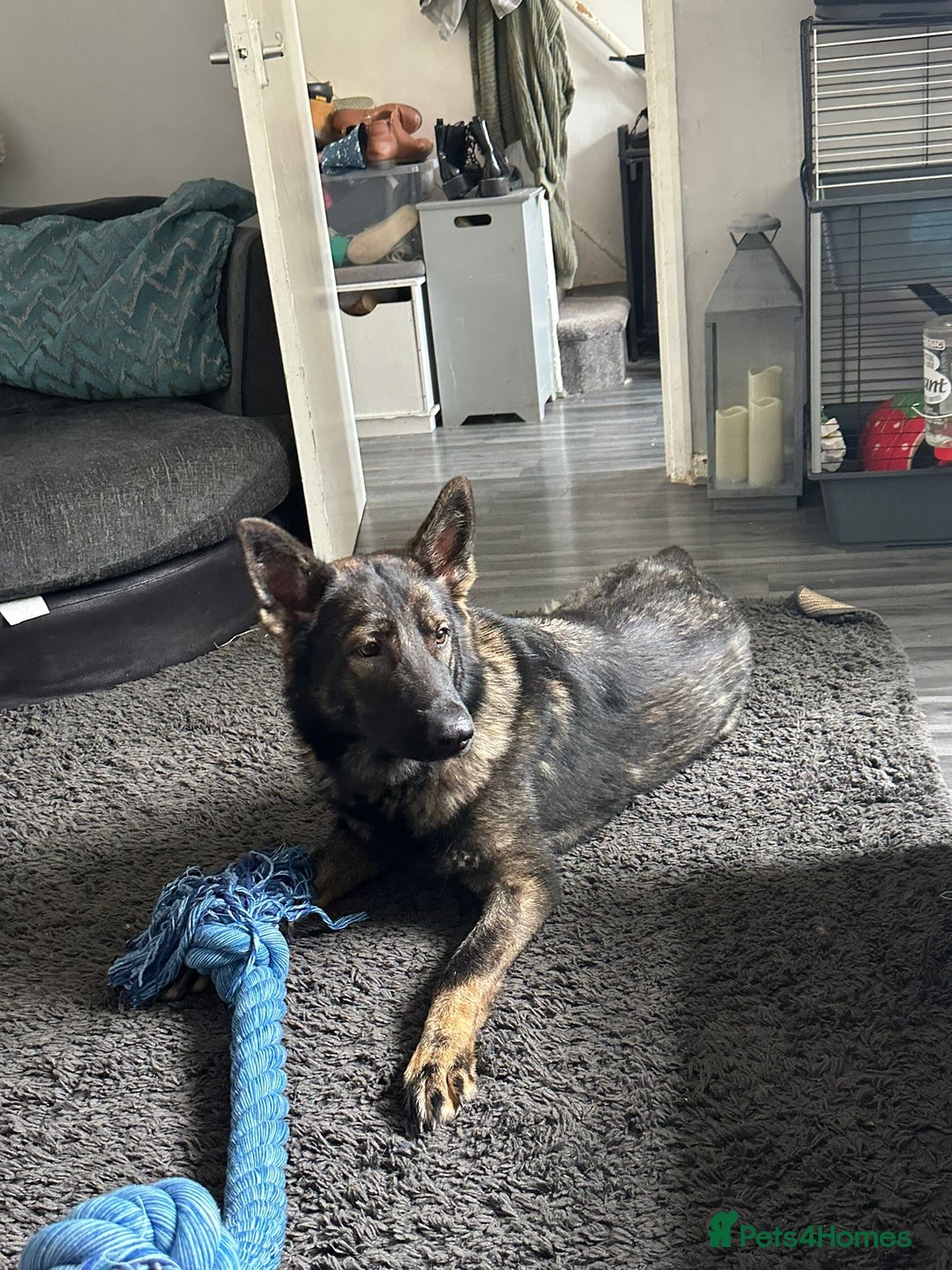 German Shepherd dogs for sale: Female German shepherd  - Advert 3