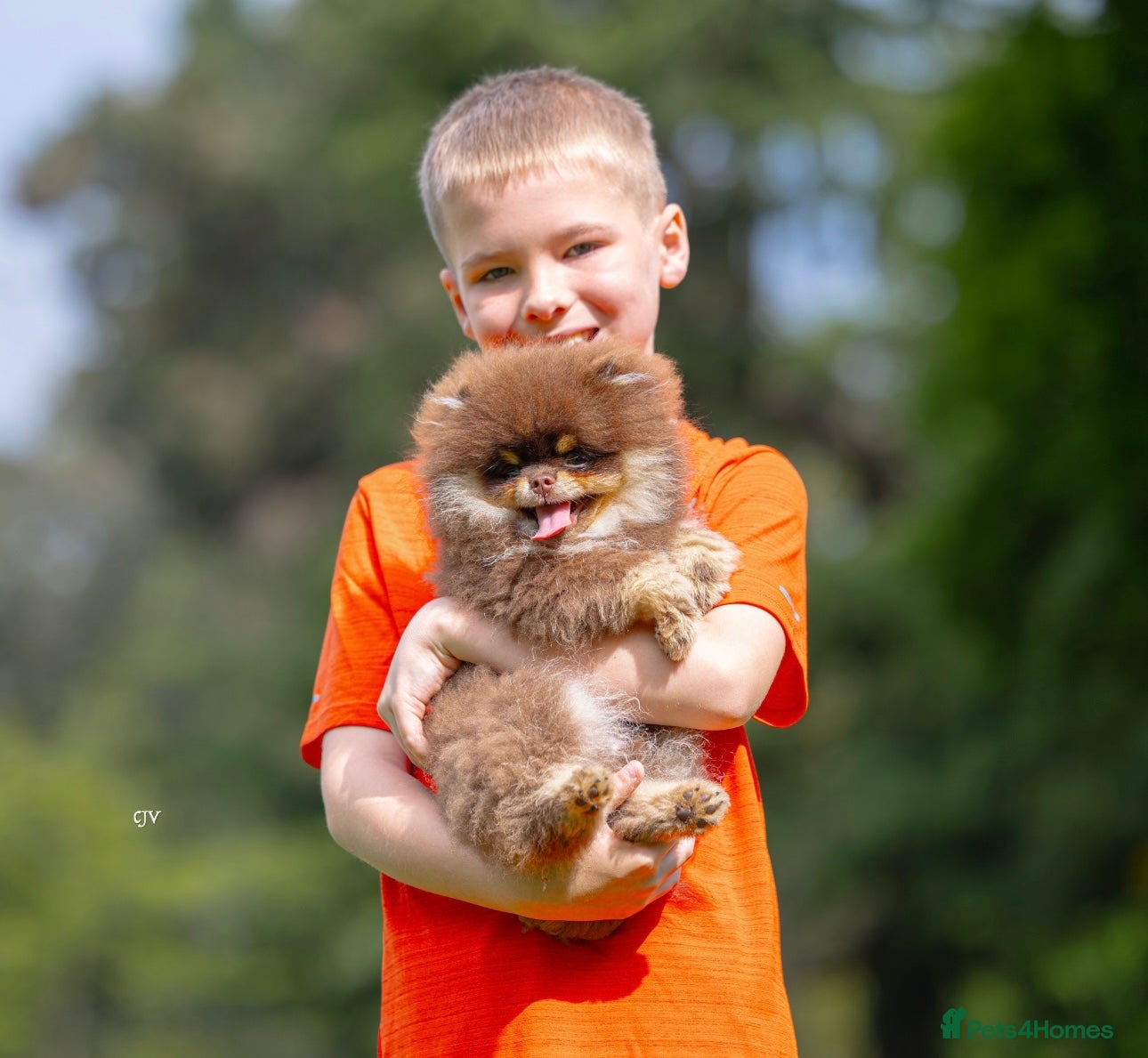 Pomeranian dogs for stud: Stunning Chocolate Tan Pomeranian Import 3kg - Advert 5