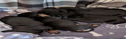 Jackshund dogs for sale: 3 Puppies for sale in Elgin - Advert 7