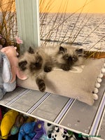 Persian cats Persians blue eyes - Advert 8