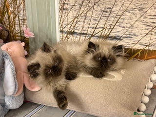 Persian cats Persians blue eyes - Advert 7