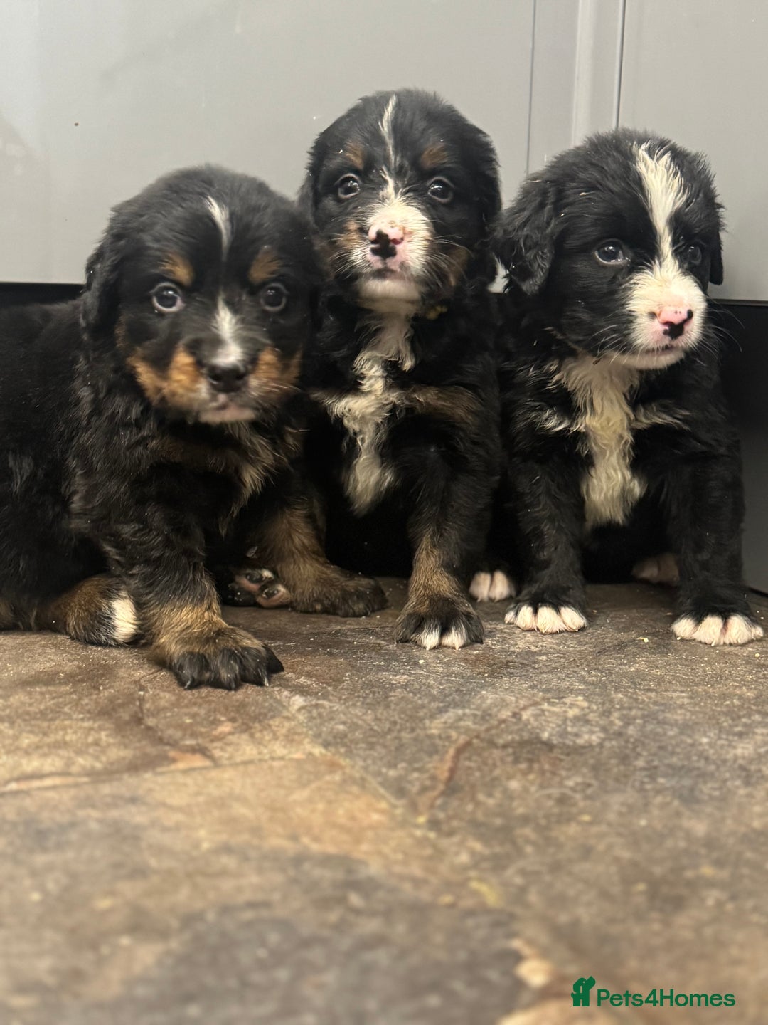 Mixed Breed dogs for sale: Labernese x Bernese mountain dog puppies  - Image 35