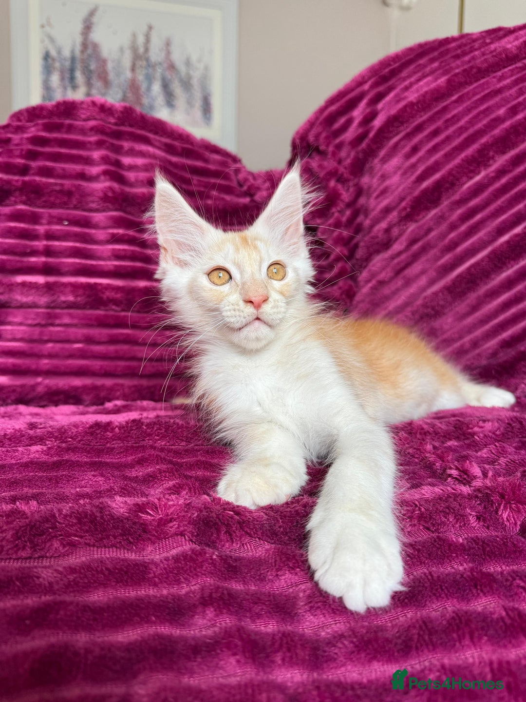 Maine Coon cats for sale: XXL Russian bloodline Maine Coon Kittens 20+Gen!🏆 - Image 39