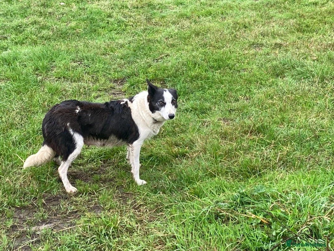 Border Collie dogs for sale: Border collies - Advert 2
