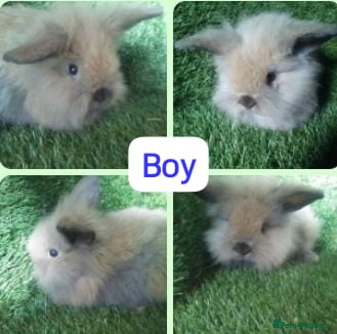 Lionhead rabbits for sale: Mini double fluffy lionhead baby rabbits - Advert 4