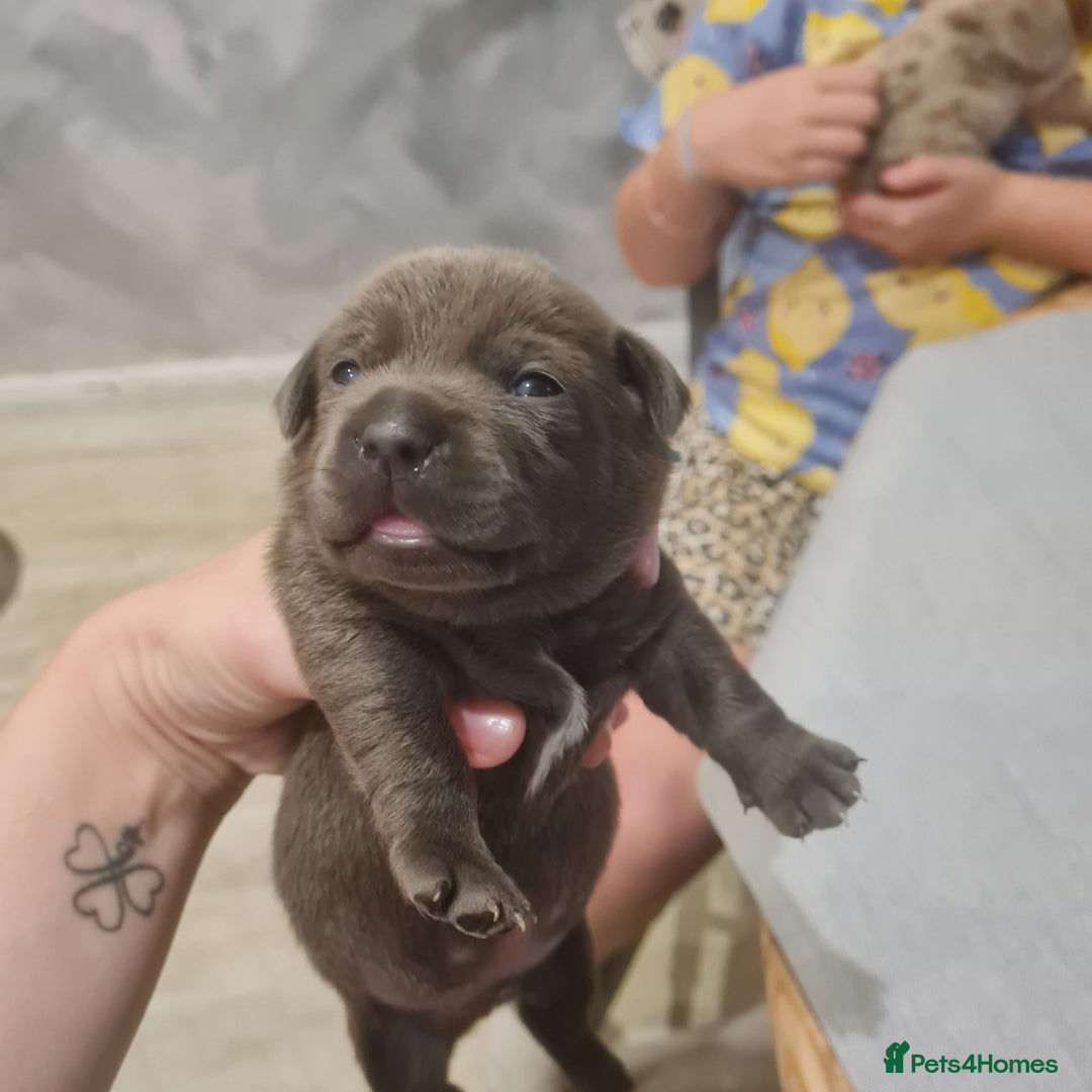 Mixed Breed dogs for sale: French bull weinners  - Image 5