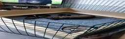 Dachshund dogs for sale: Dachshund Puppies in Redditch - Advert 2