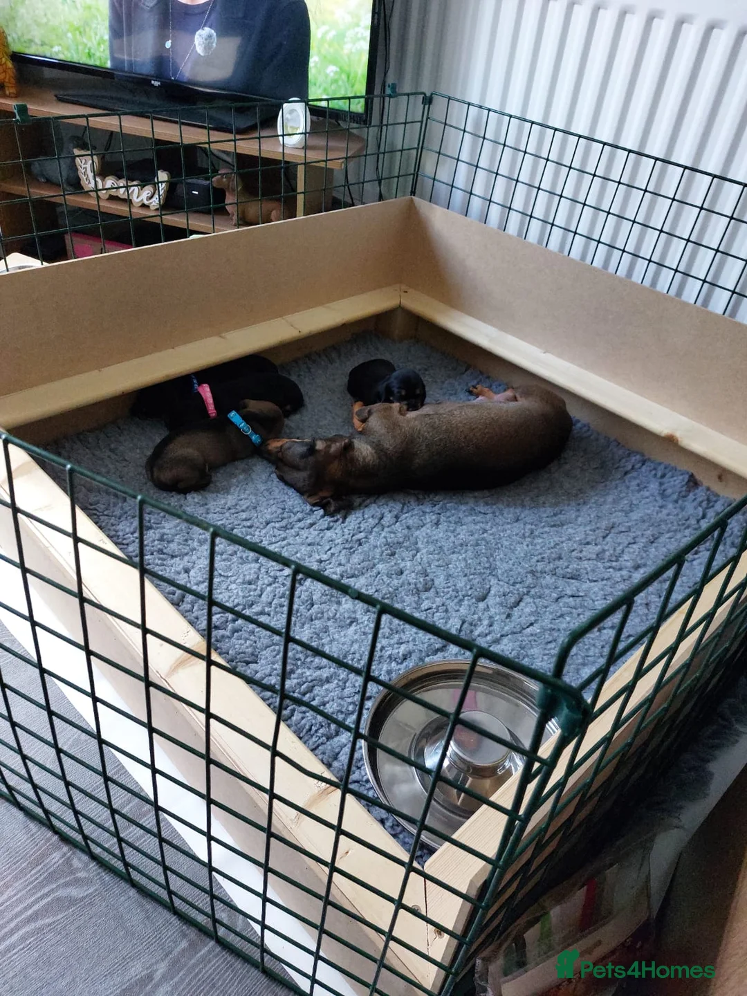 Dachshund dogs for sale: Dachshund Puppies in Redditch - Advert 2