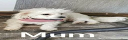 Maltipoo dogs for sale: Premium Isabella & Ivory Mini Maltipoo F2   in Pontefract - Advert 3