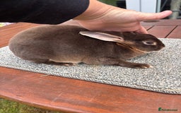 Rex rabbits for sale: Stunning Purebred Chocolate Otter Mini Rex Buck - Image 2