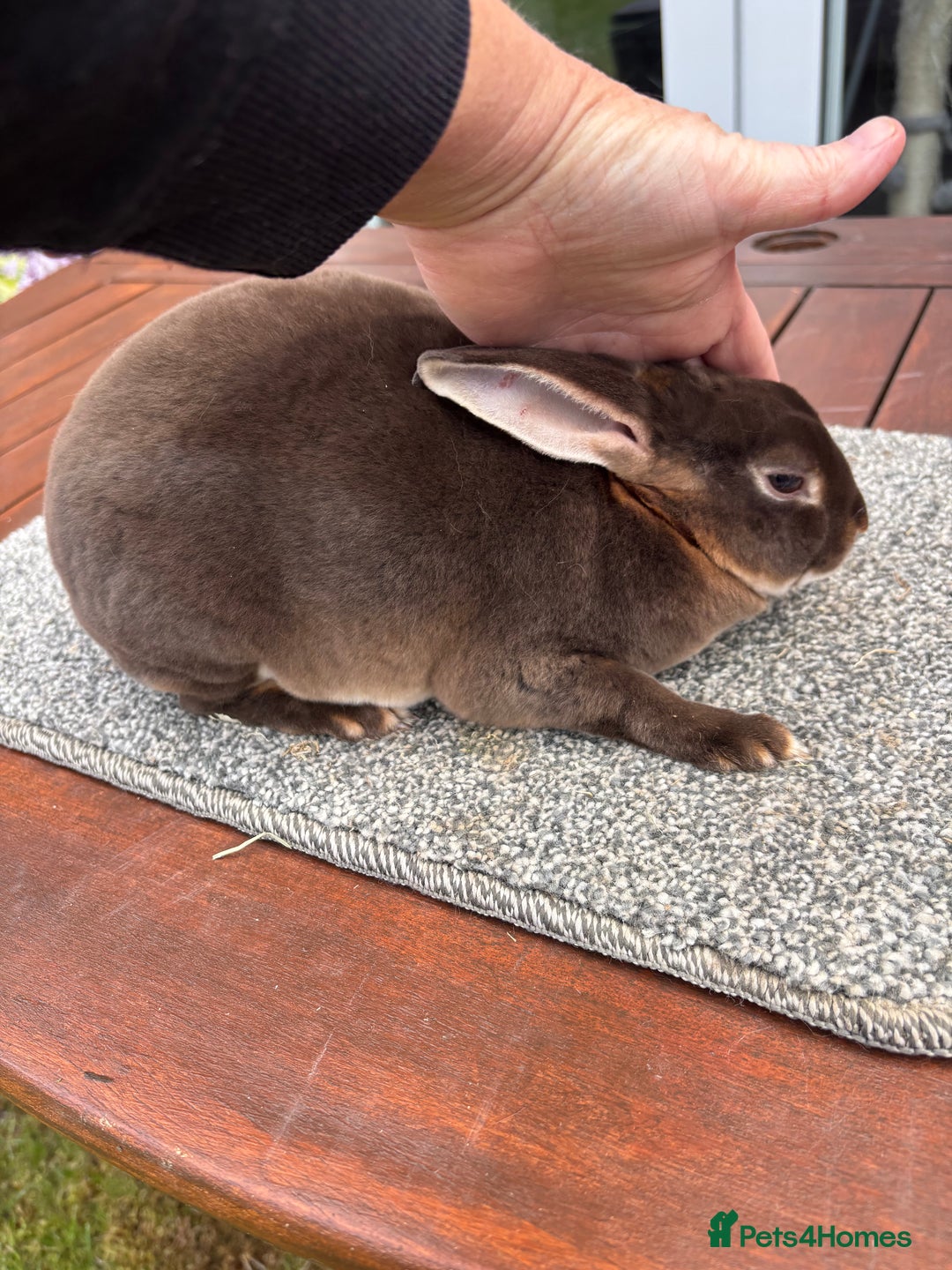 Rex rabbits for sale: Stunning Purebred Chocolate Otter Mini Rex Buck - Image 2