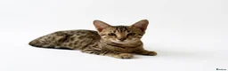 Bengal cats for sale:     Beautiful Rare Sepia Bengal × Savannah Cross  - Advert 1