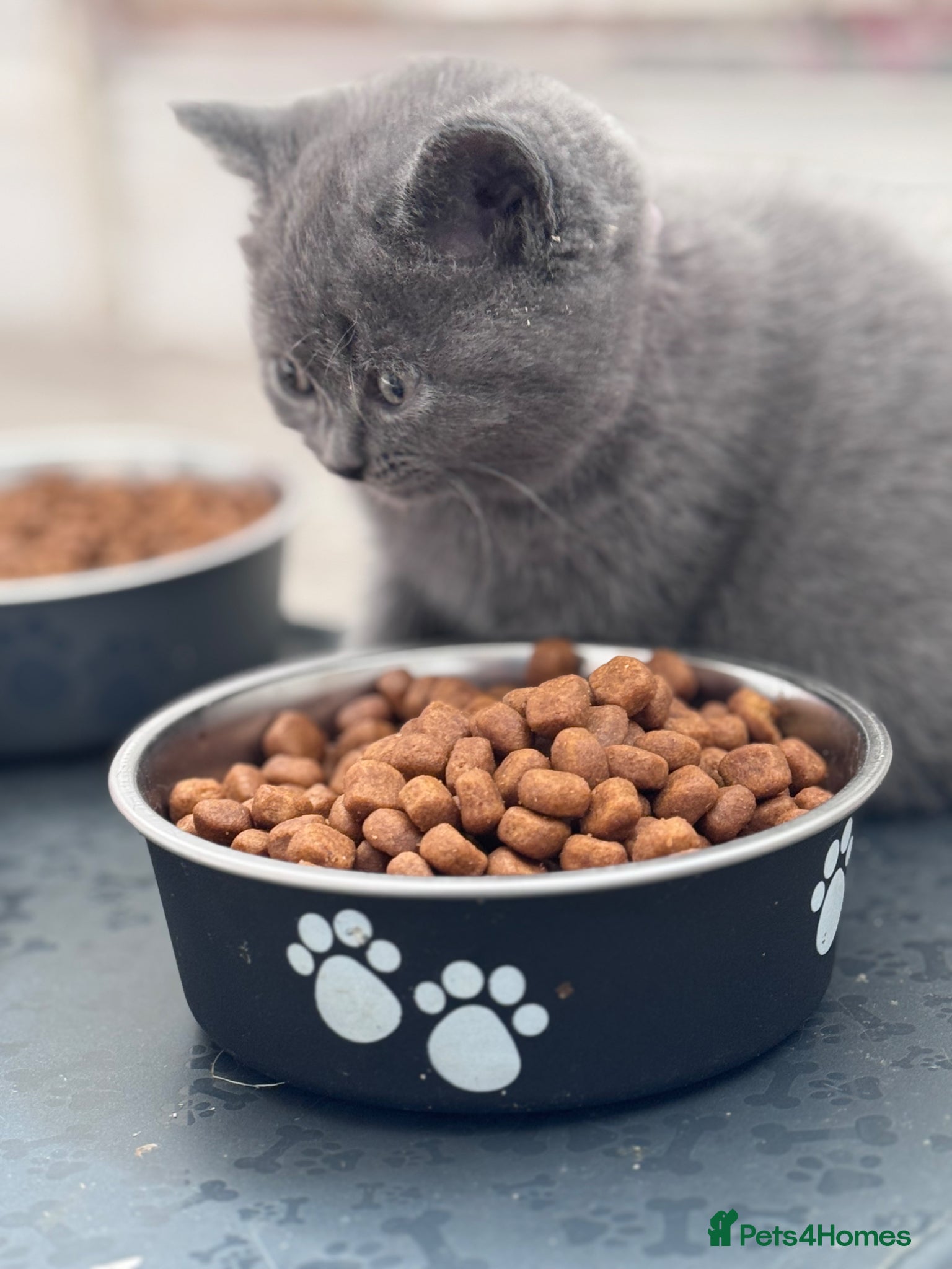 British Shorthair cats Pure British shorthair kittens - Advert 1