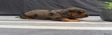 Miniature Dachshund 3