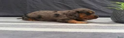 Miniature Dachshund dogs for sale: Longhair Miniature Dachshund - Advert 8