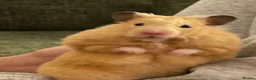 Hamster rodents for sale: Marvin The Hamster in Southampton - Advert 3