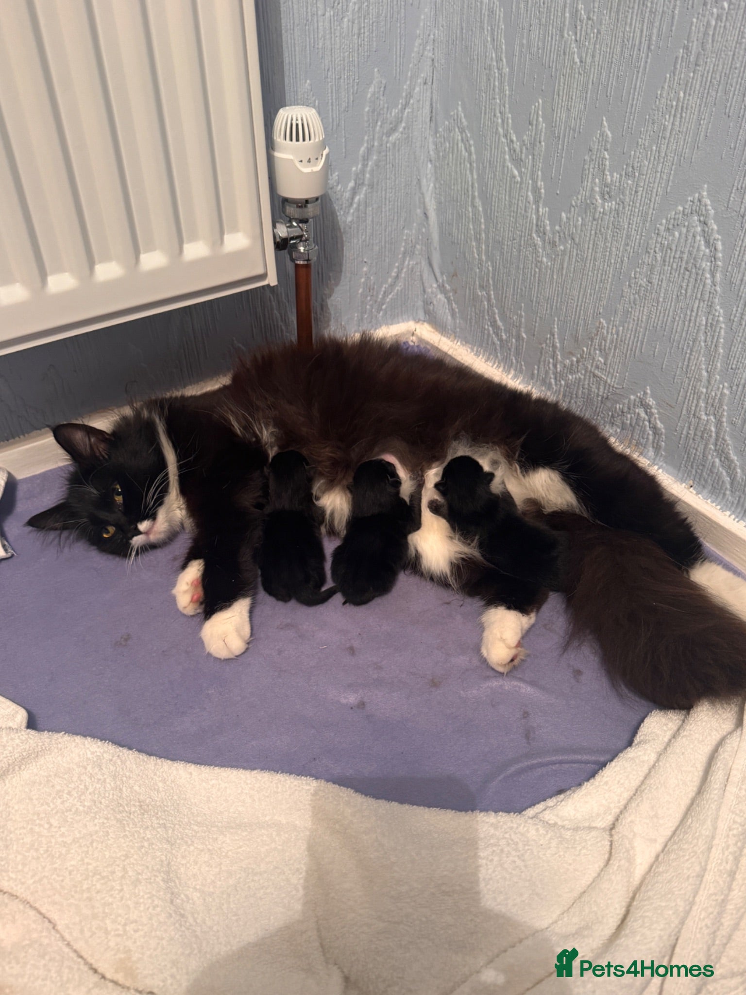 British Shorthair cats 3 Kitten’s  9 weeks old  - Advert 1
