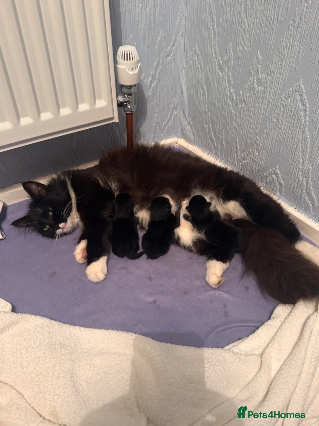 British Shorthair cats for sale: 3 Kitten’s  9 weeks old  - Advert 1