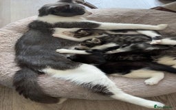 Mixed Breed cats for sale: 2 beautiful mixed breed kittens - Image 2