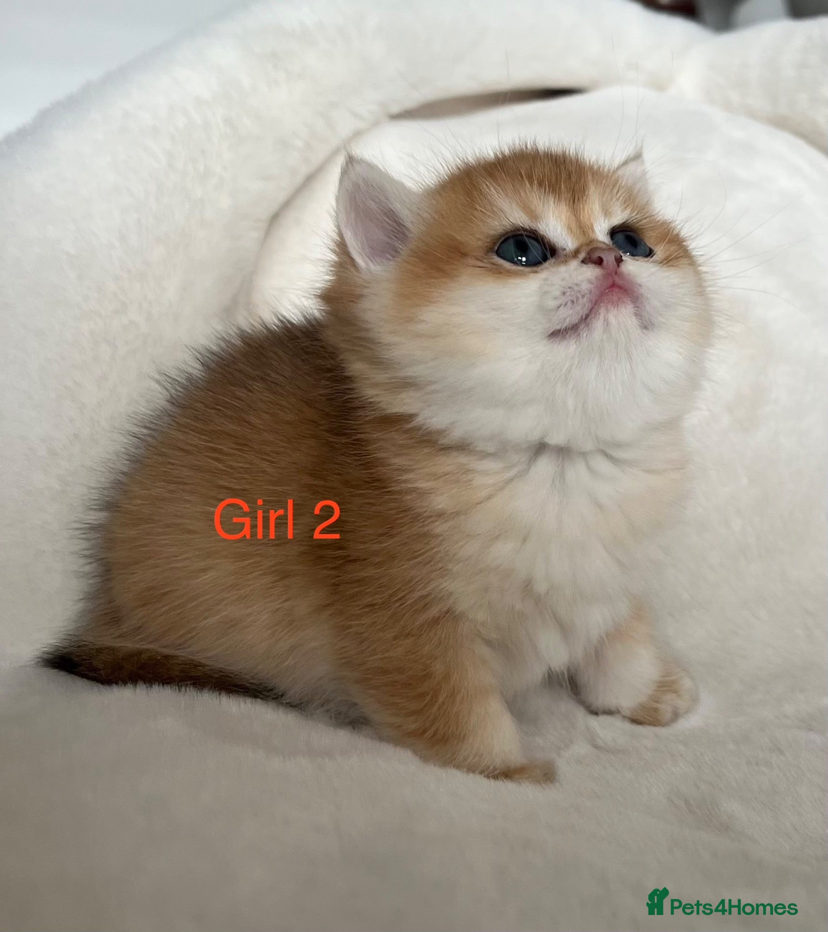 British Shorthair cats Amazing Cy12 & Ny12 British Shorthair Kittens - Advert 15