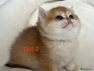 British Shorthair cats Amazing Cy12 & Ny12 British Shorthair Kittens - Advert 1